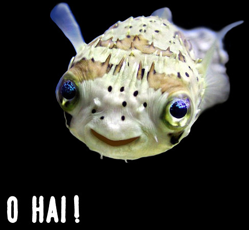 ohai.jpg
